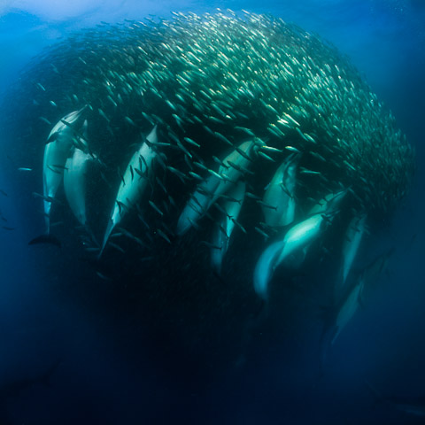Dolphins feasting in bait ball by shark7 -- Fur Affinity [dot] net