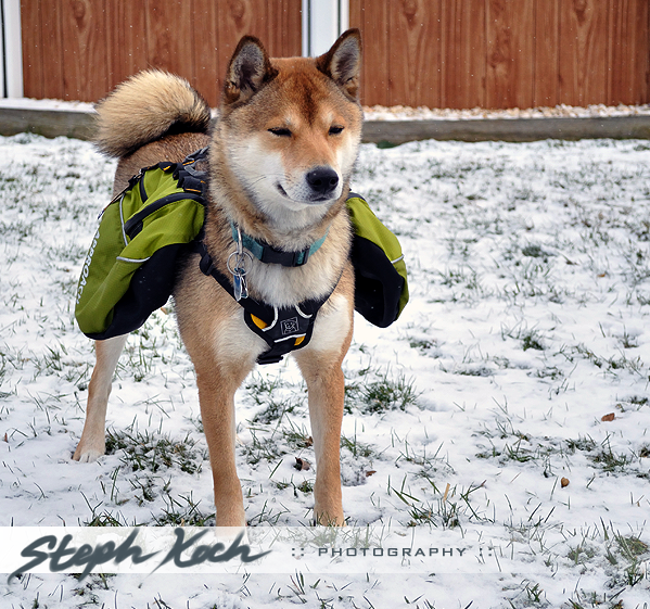 Toby the Snowy Shiba by shikoku Fur Affinity dot net