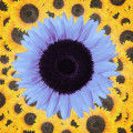 sunflower '02