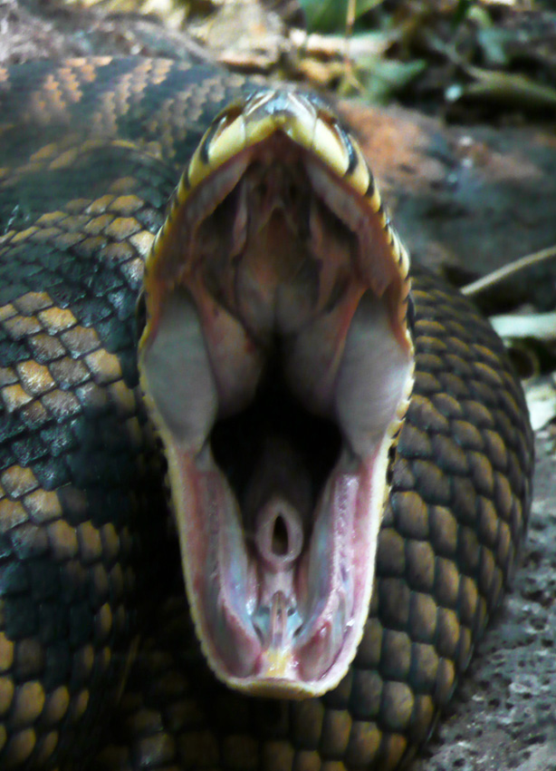 Furry Snake Vagina