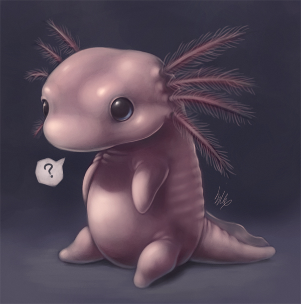 Axolotl