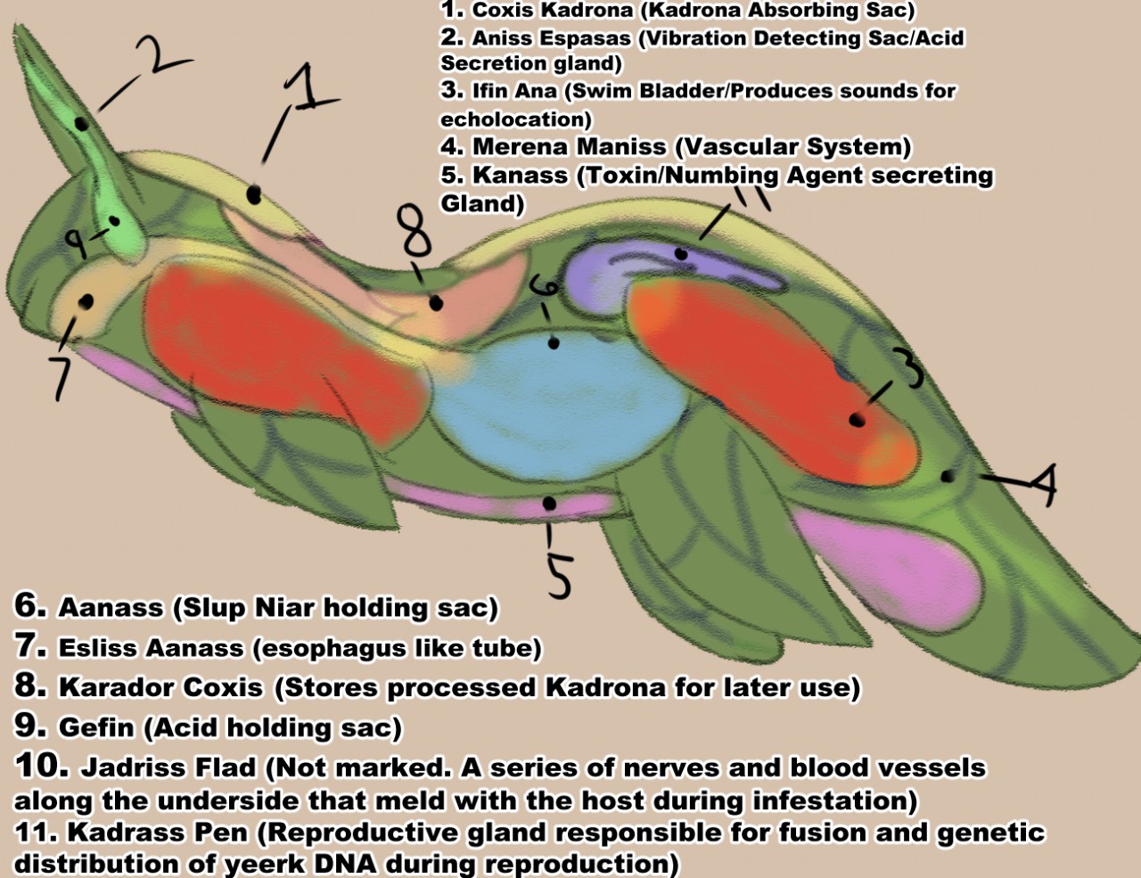 Yeerk Basic Anatomy by Silveryfeather -- Fur Affinity [dot] net