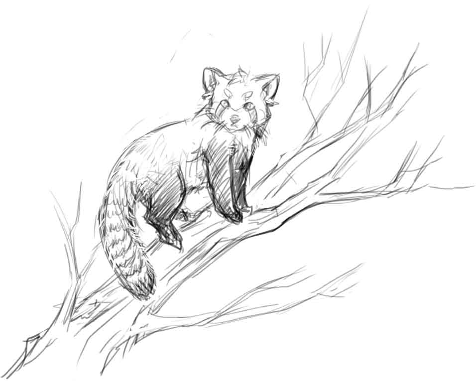 Animation and digital art  Finally had a mood to draw a sketch of red  panda