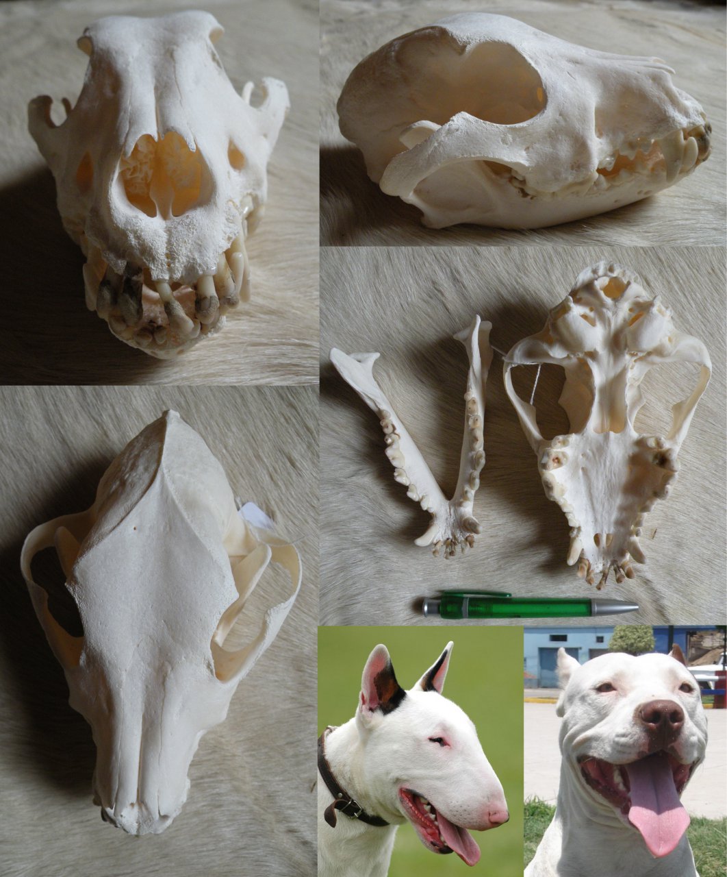 Bull hotsell terrier skull