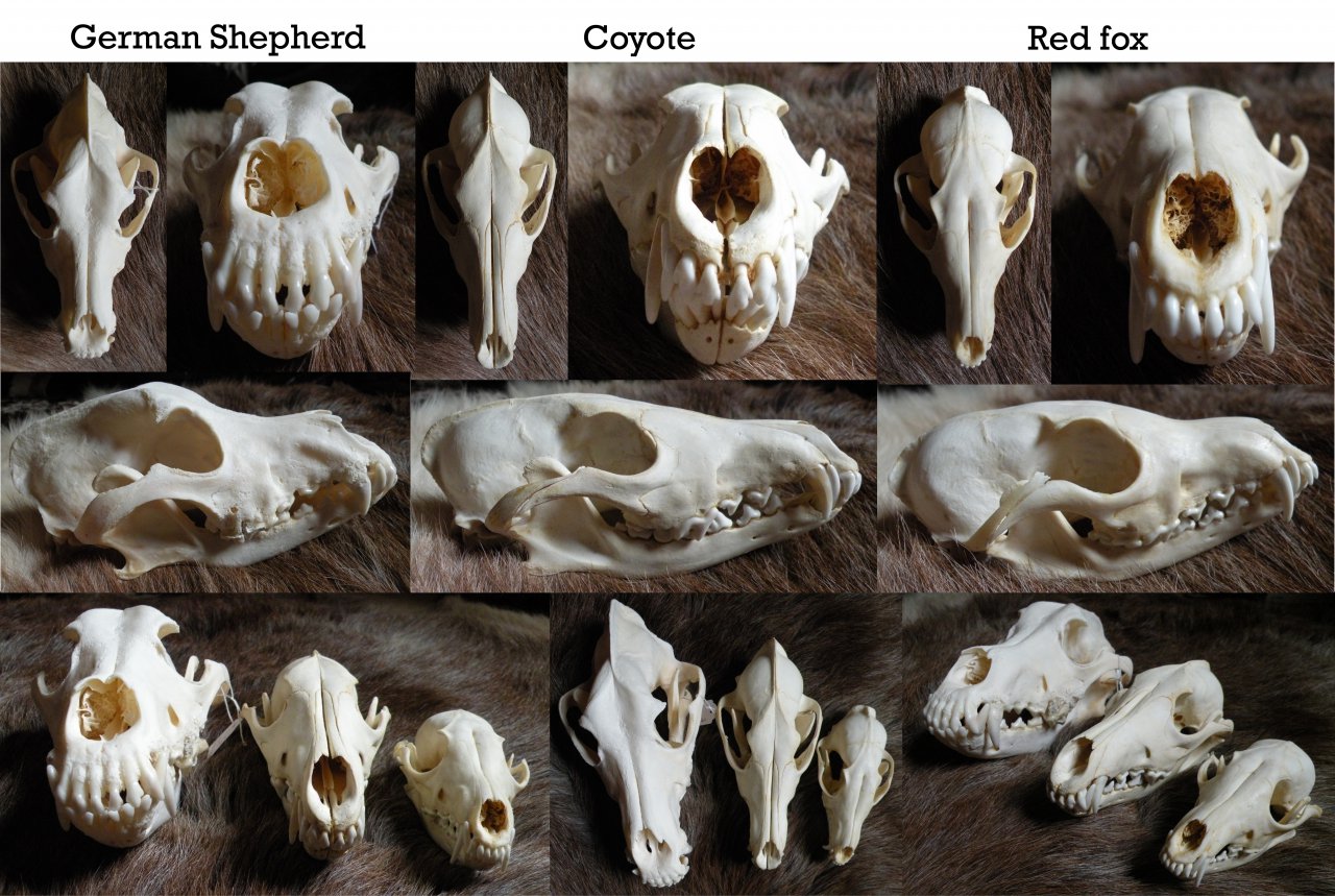 coyote skull vs wolf skull