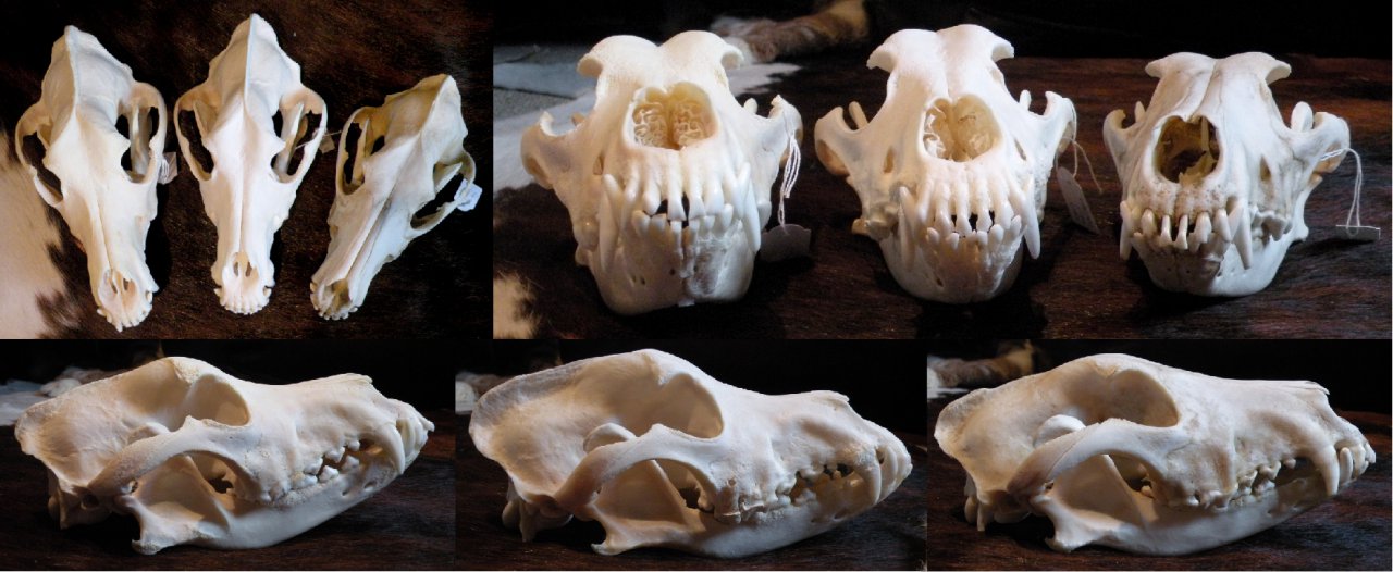 German shop shepherd skull