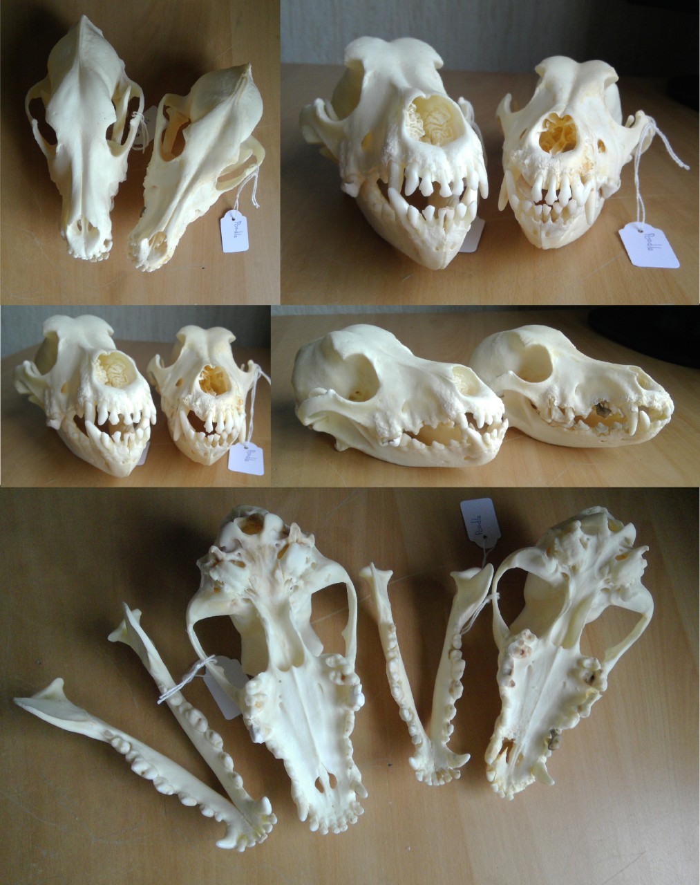 Dachshund skull shop