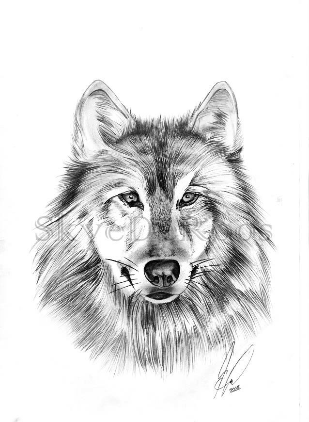 how to draw real wolf