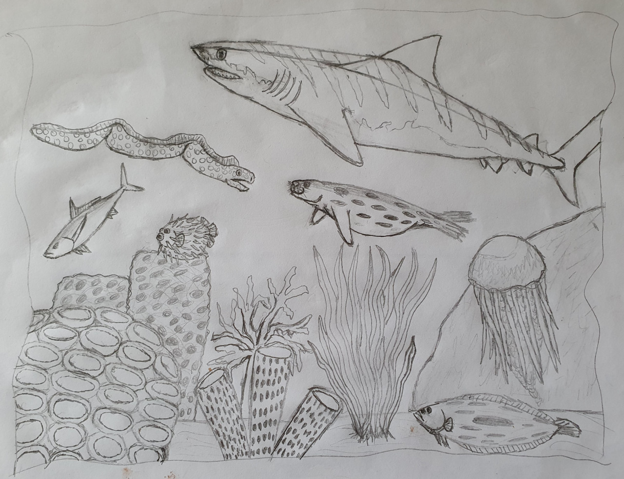Marine life, sketch for your design - Stock Illustration [26479731] - PIXTA