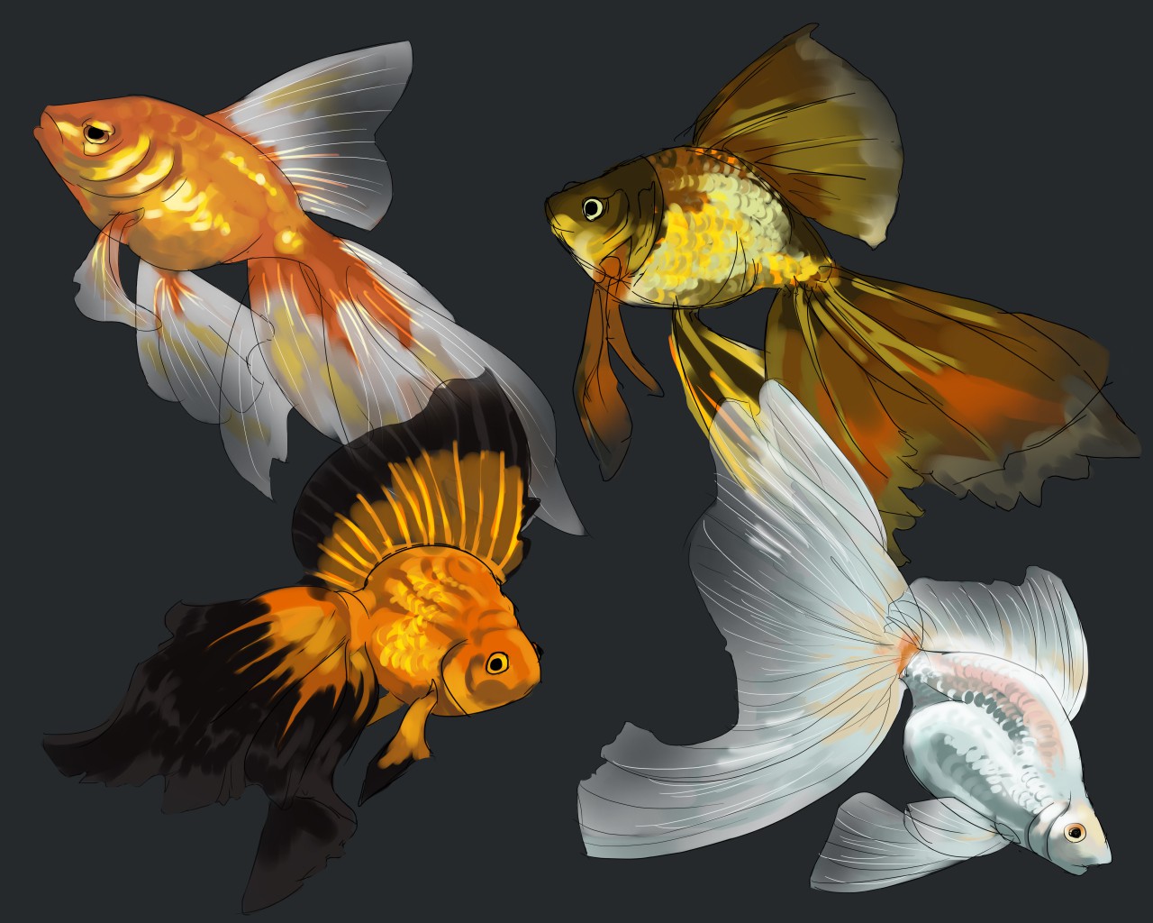 Veiltail Goldfish studies by Slivers -- Fur Affinity [dot] net