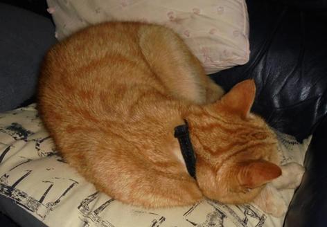 Cat collar hot sale that beeps