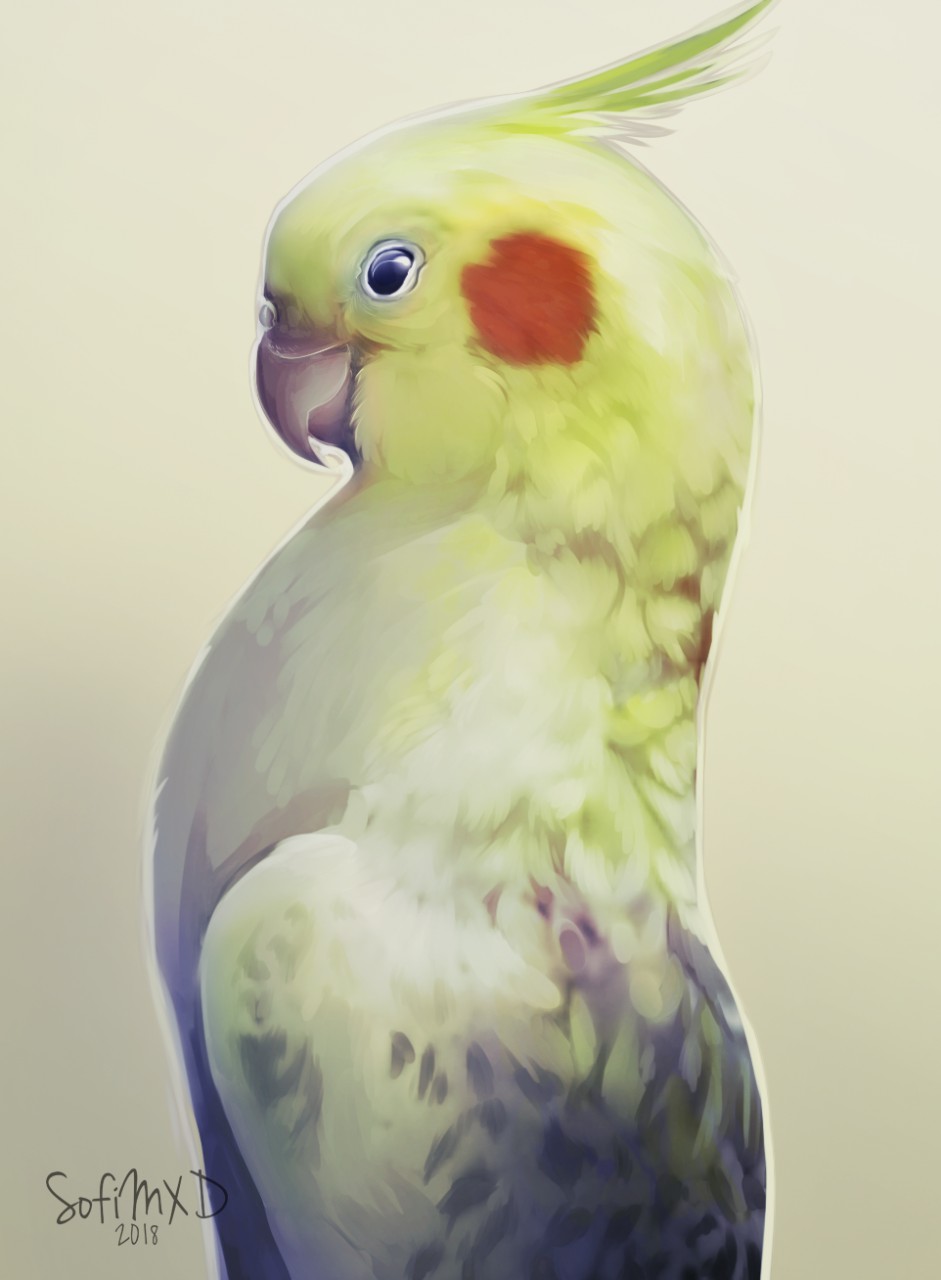 Корелла попугай мультяшный