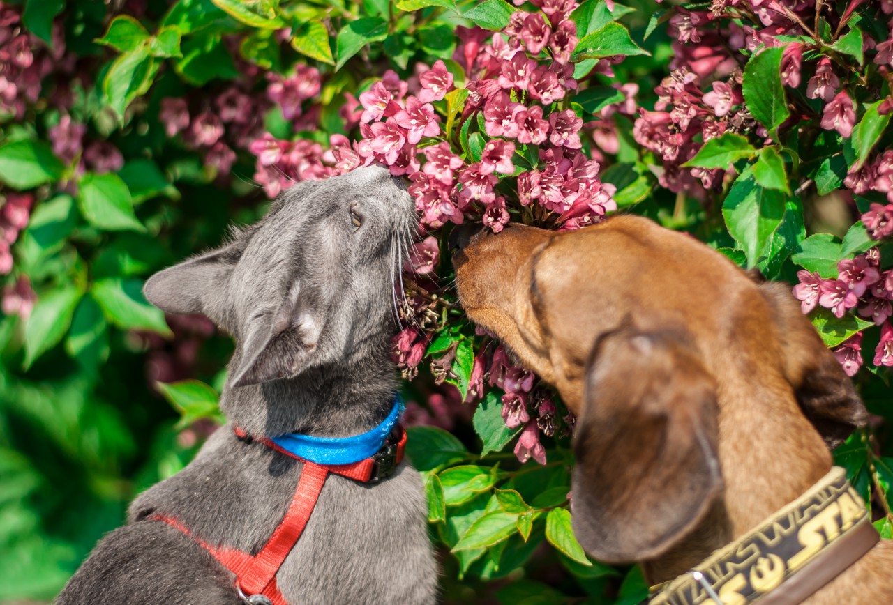 cats and dogs love flowers