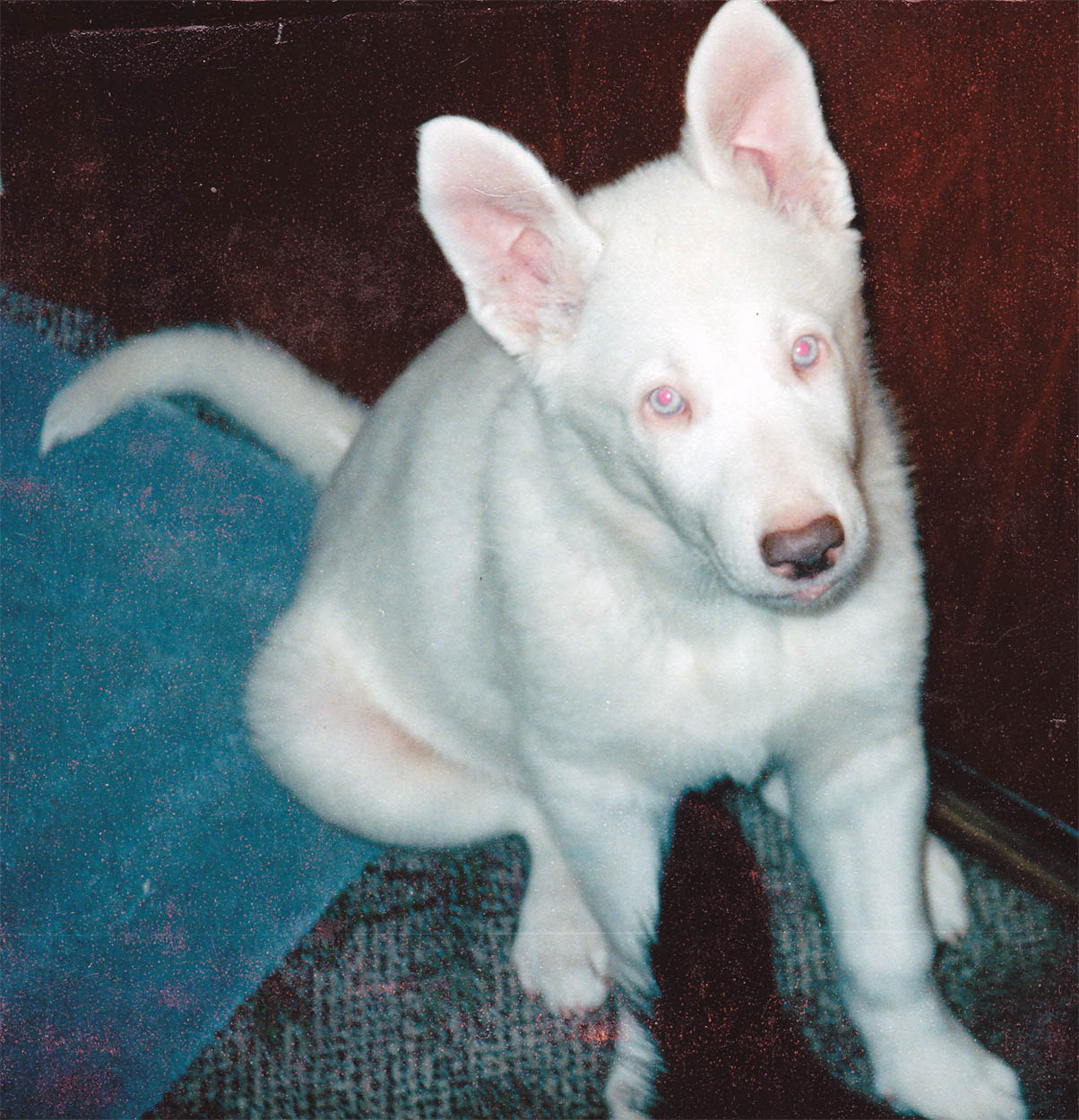 are white german shepherd albino
