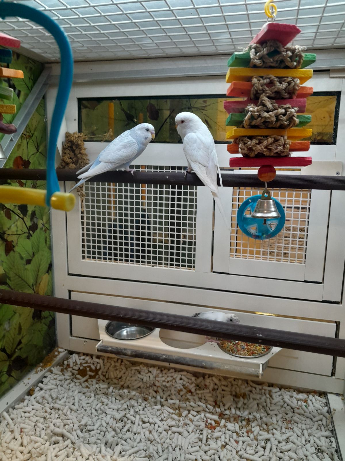 Petsmart budgies clearance