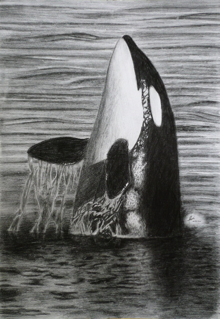 Art Thief: Draw a humpback whale