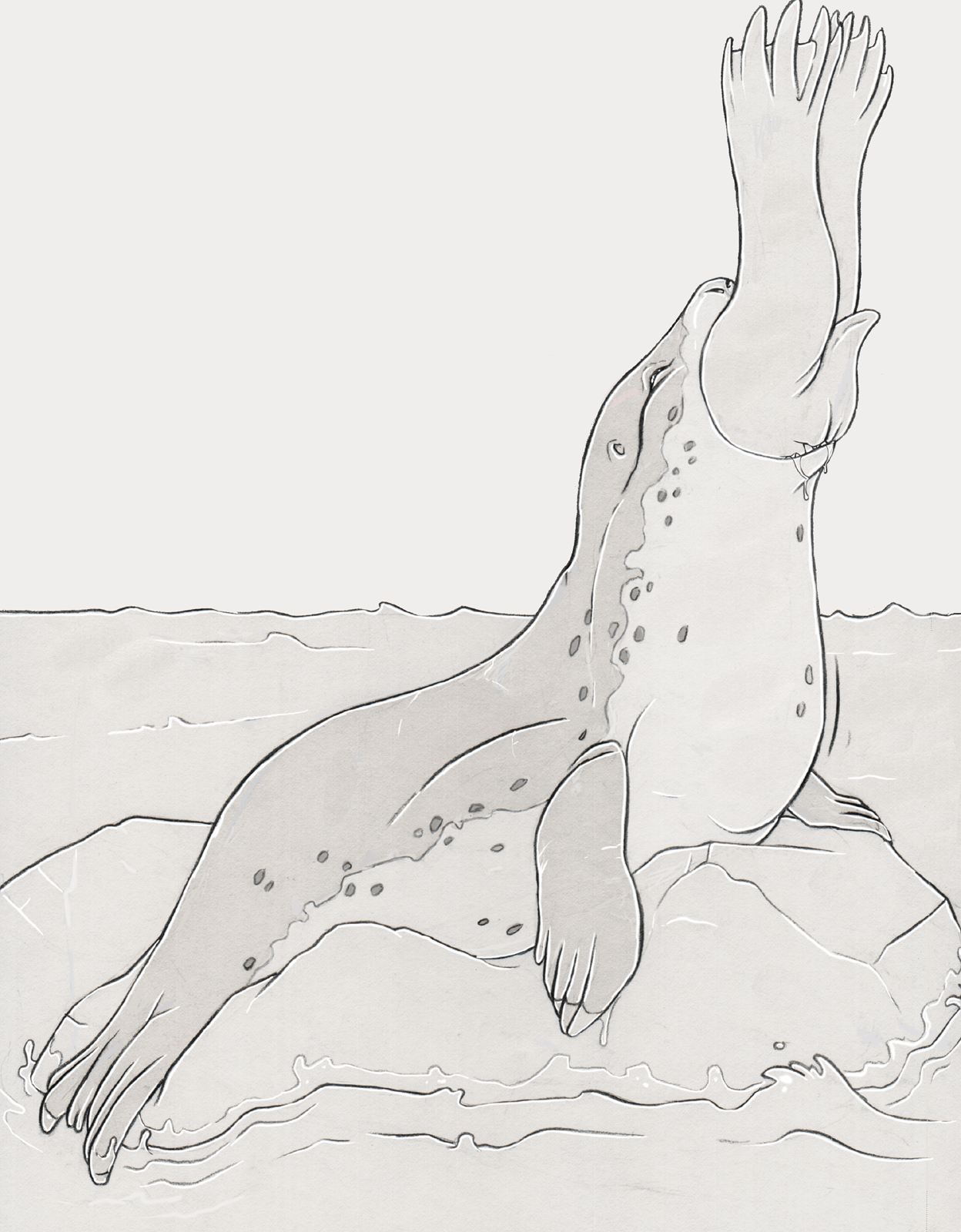 leopard seal vs sea lion