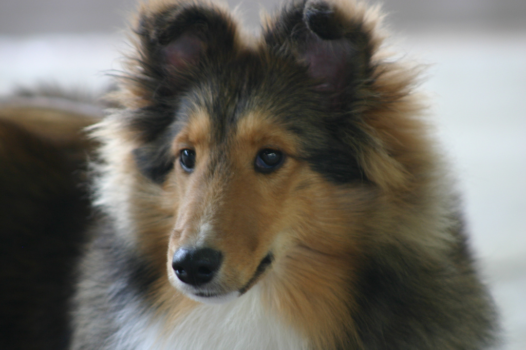 Mahogany sable hot sale sheltie