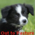 [STORY] "Out to Pasture"  by April Border Collie