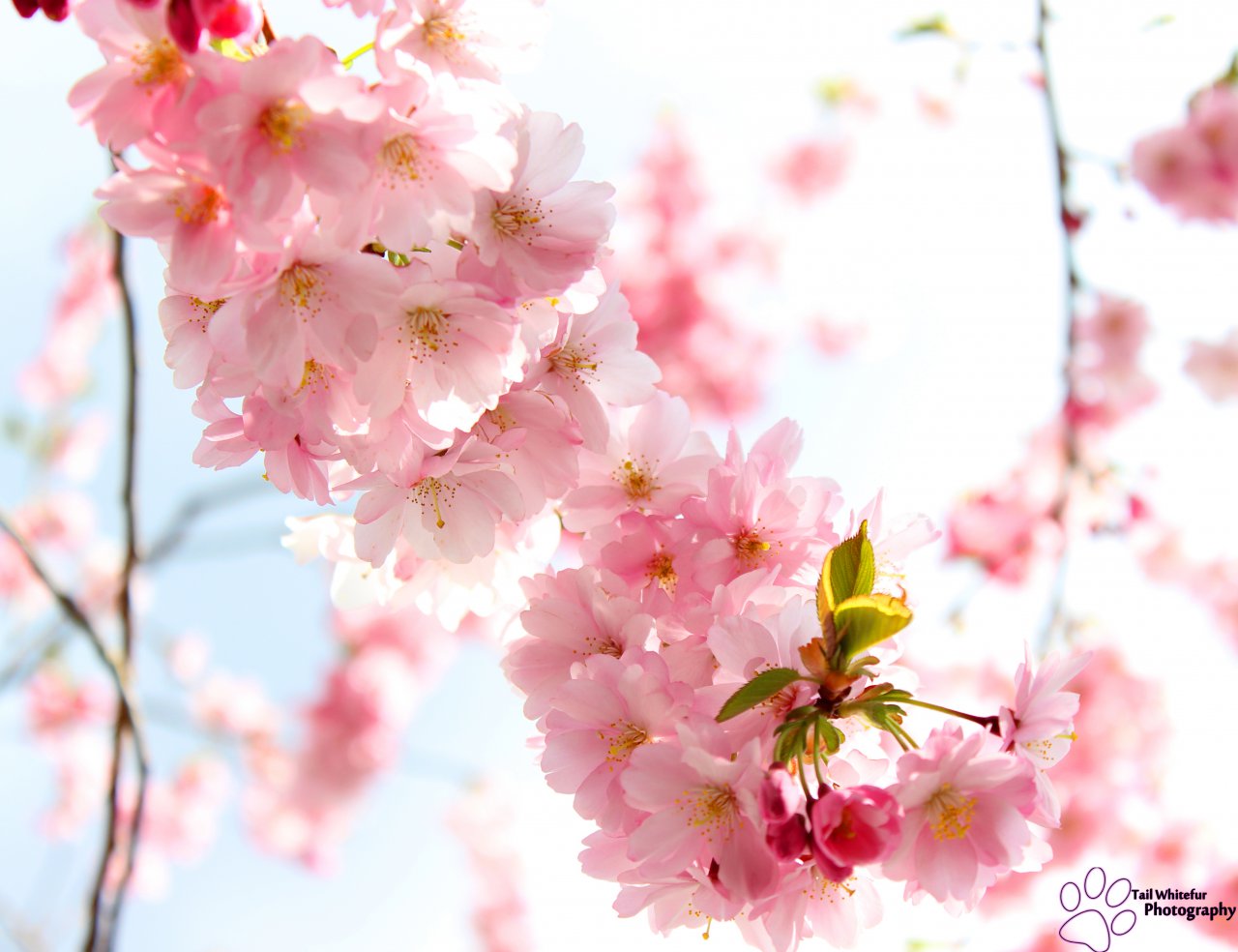 Sakura blossom