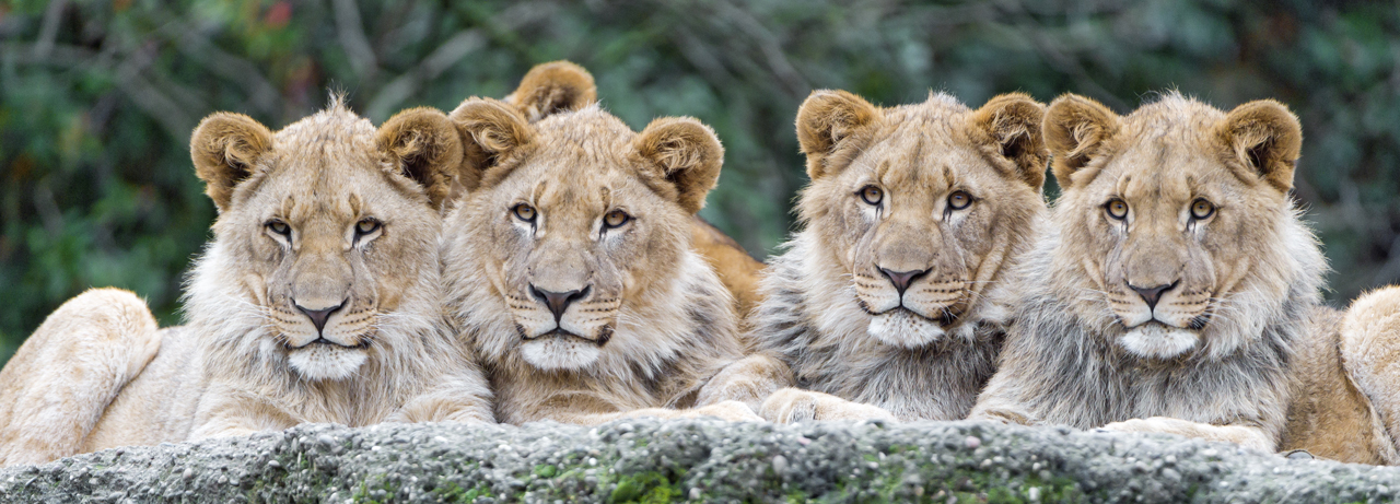 Four lion cubs in a row by Tambako Fur Affinity dot net