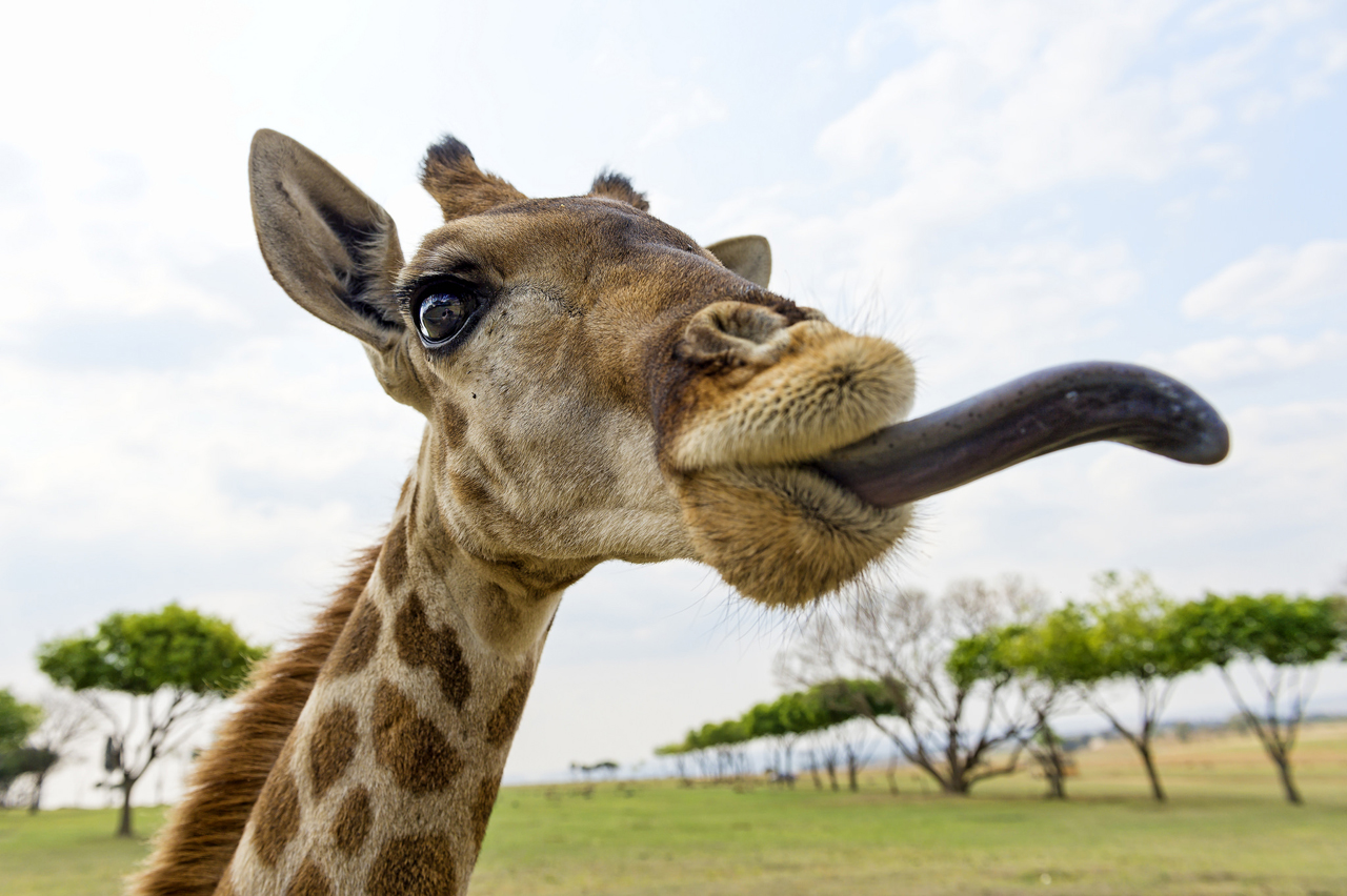 Giraffe With Tongue Out By Tambako Fur Affinity Dot Net