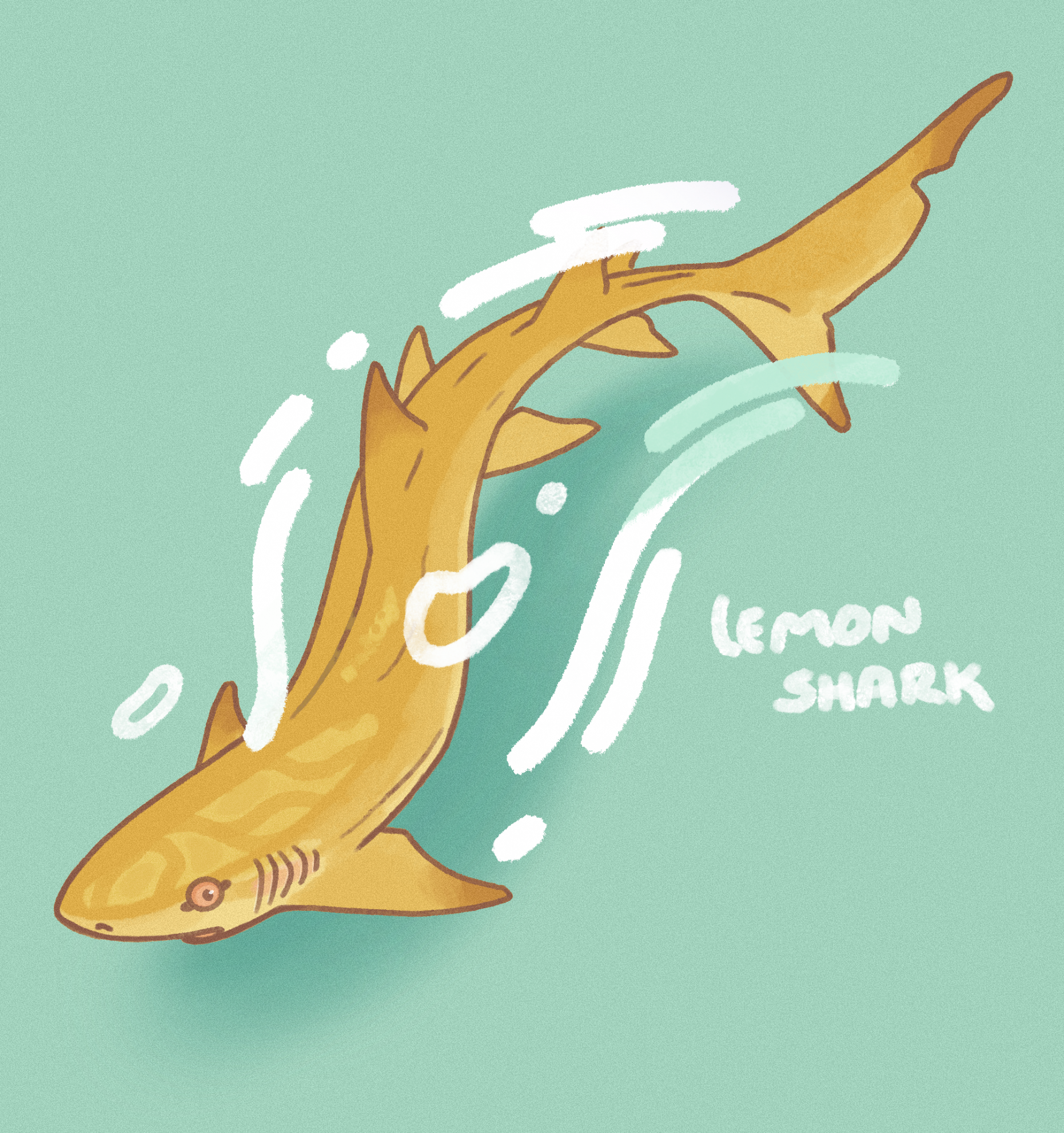 lemon shark drawing