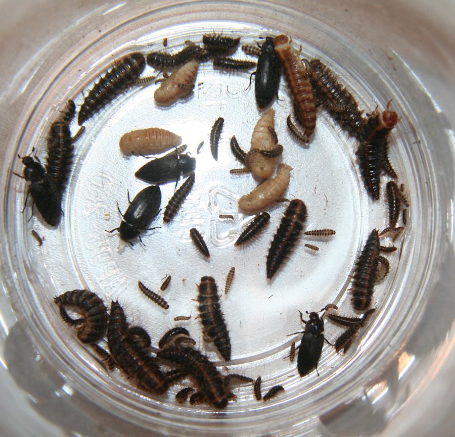 Dermestid Beetle & Larvae Starter Colony Beetles 1600 Taxidermy/Reptile food 