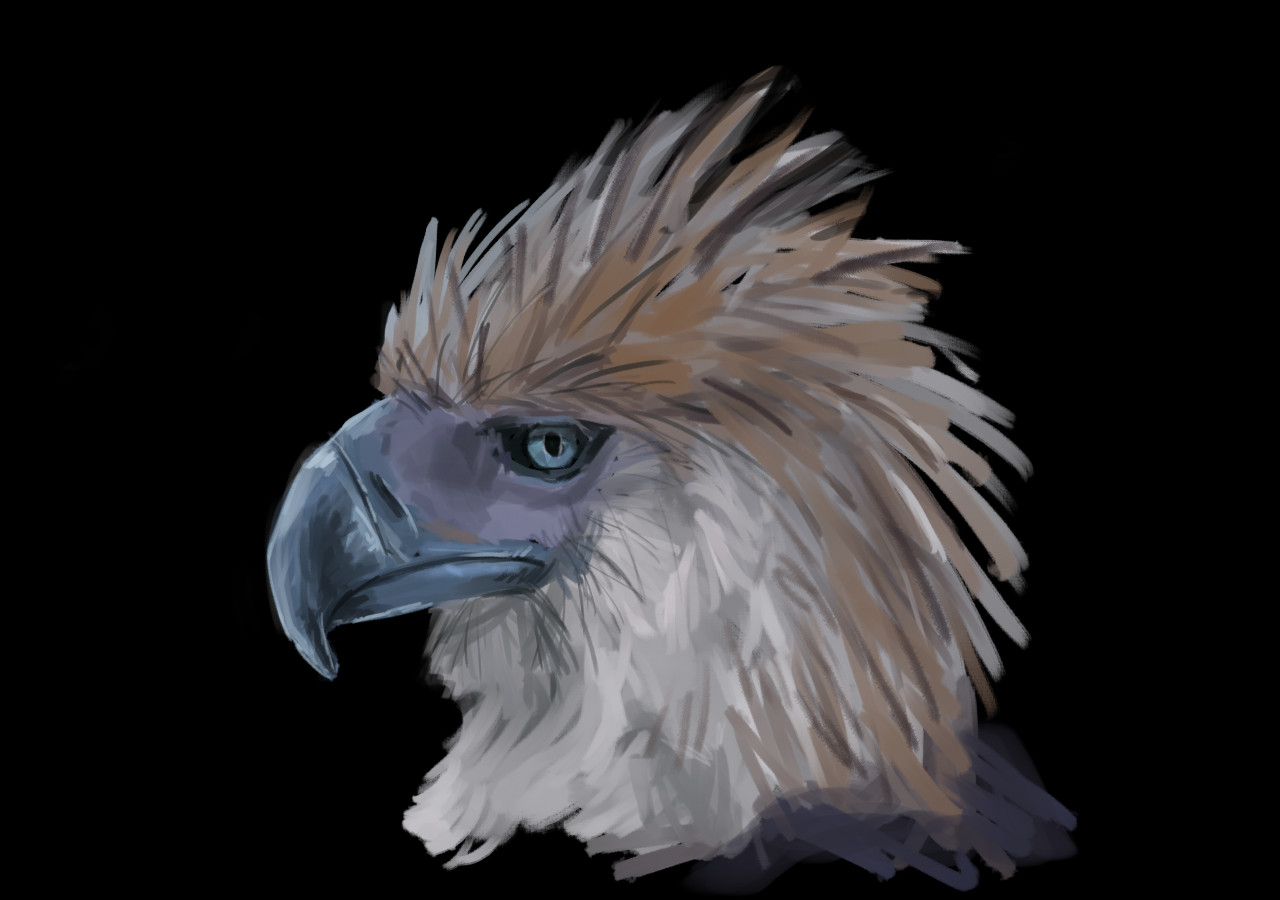 philippine eagle drawing