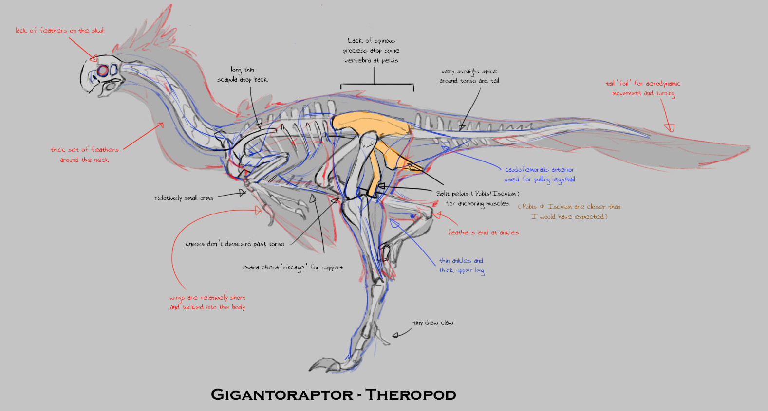 Гигантораптор арк. Анатомия дракона. Гигантораптор скелет. Строение дракона анатомия. Скелет гигантораптор анатомия.