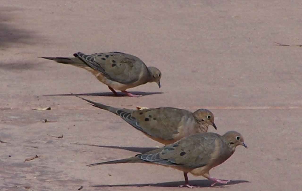 birds-of-phoenix-arizona-gallery-2-birds-backyard-birds-arizona