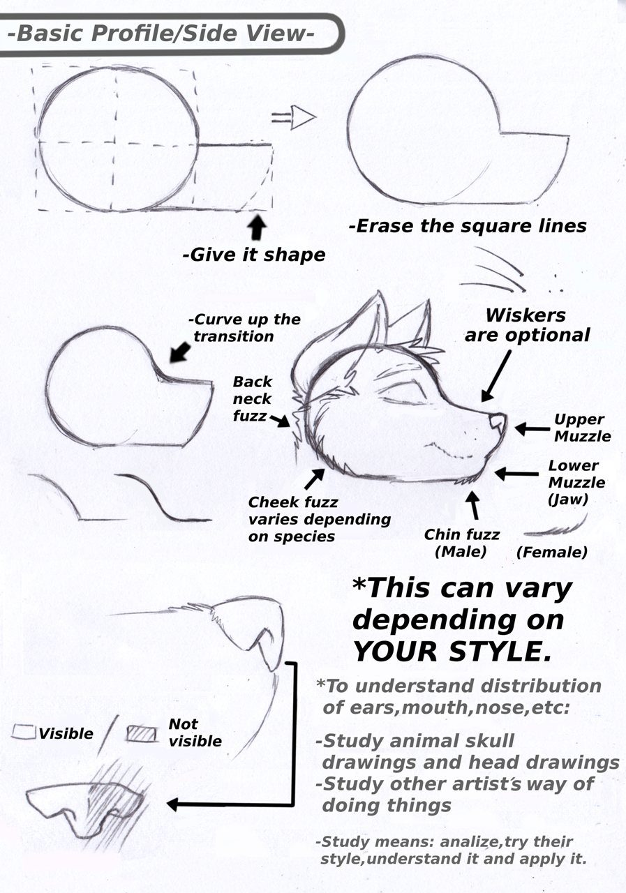 Part-2) Head/Muzzle Tutorial & Personal Notes by The_Furry_Art_Academy --  Fur Affinity [dot] net