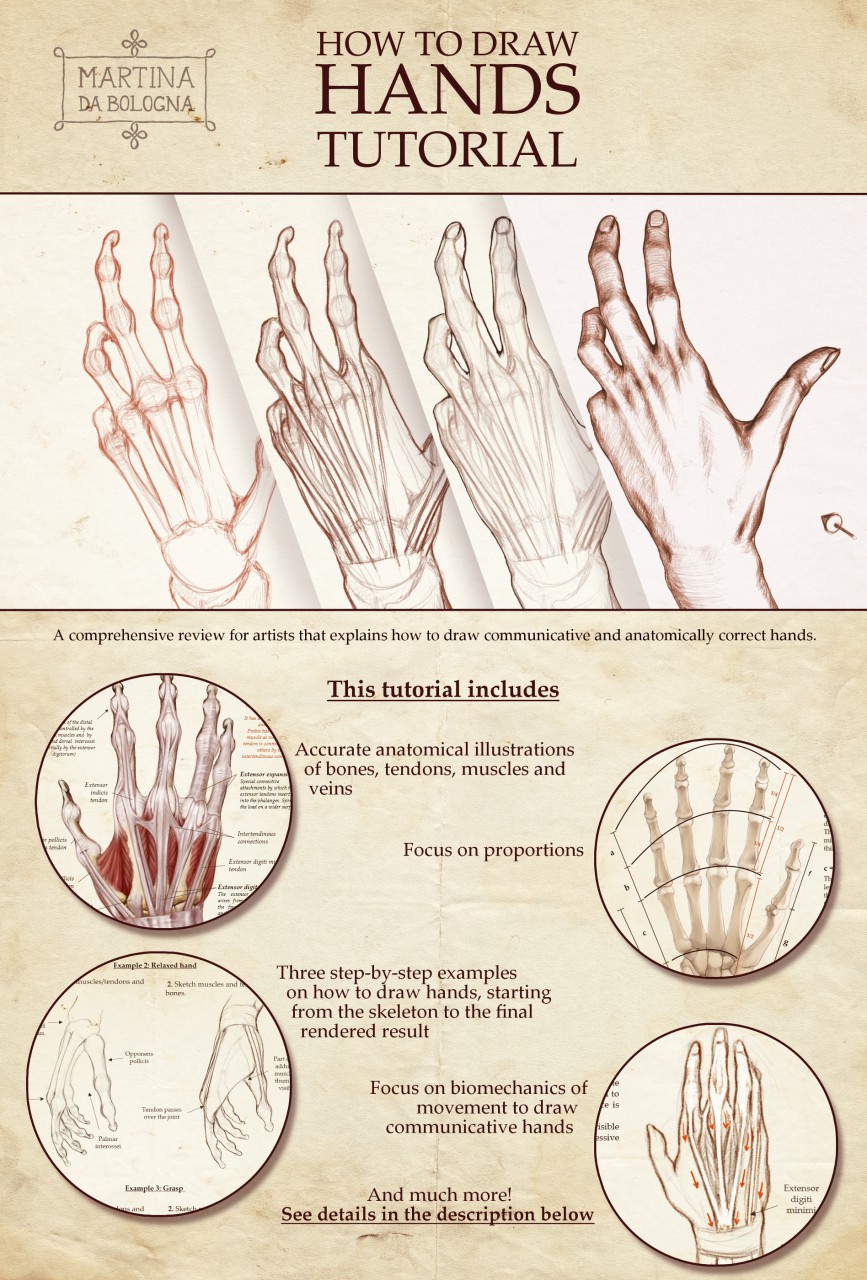 How to draw hands art tutorial (basic version)