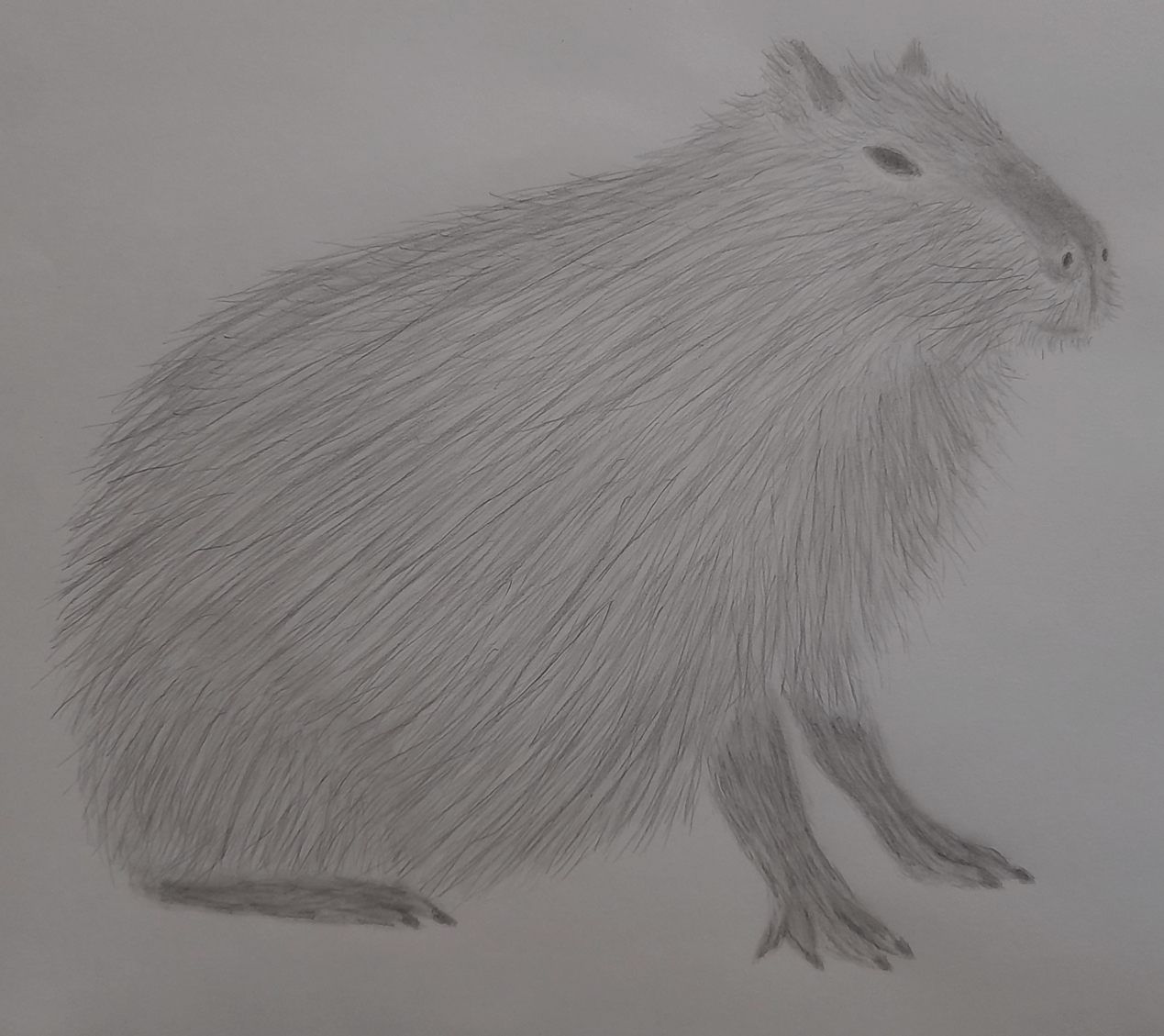 Capybara Drawing by Tomi Simanjuntak  Pixels