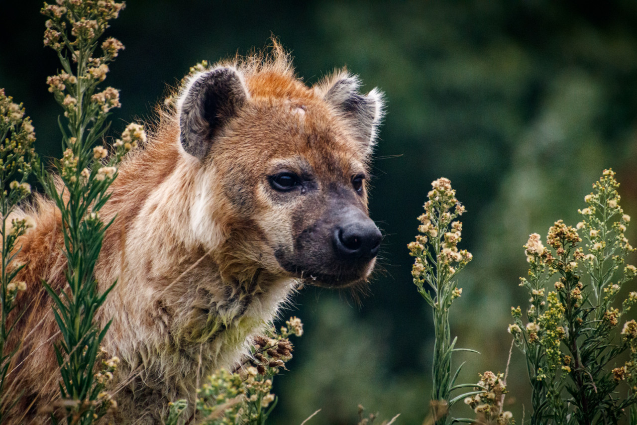 Tired Hyena