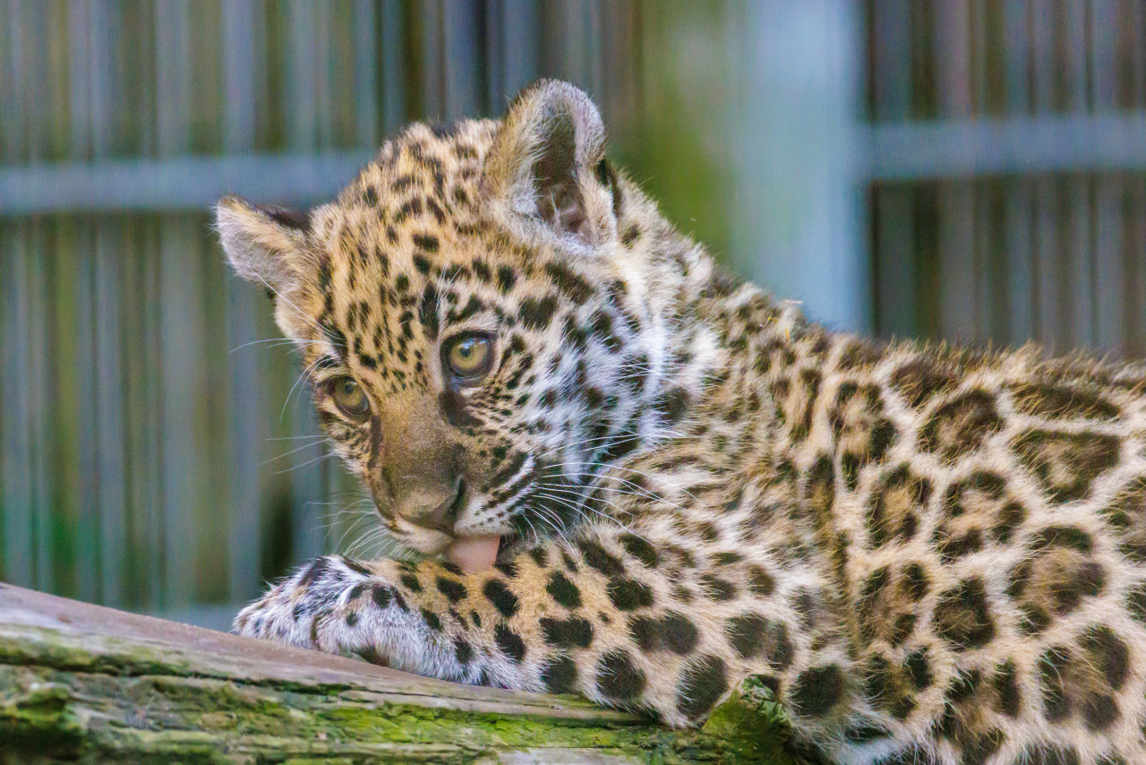 baby jaguars animals