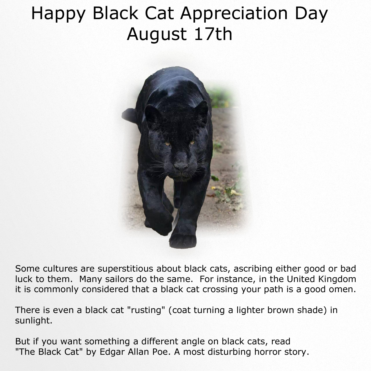 10 Books to Read on Black Cat Appreciation Day - Katzenworld