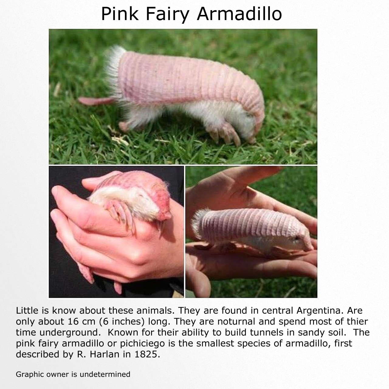 Pink fairy armadillo plush