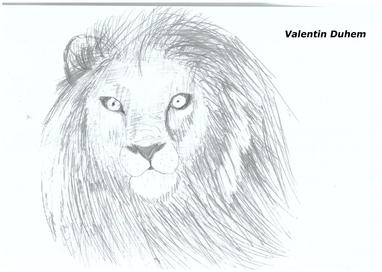 Lion Face - Outline Lion Face Drawing, HD Png Download , Transparent Png  Image - PNGitem