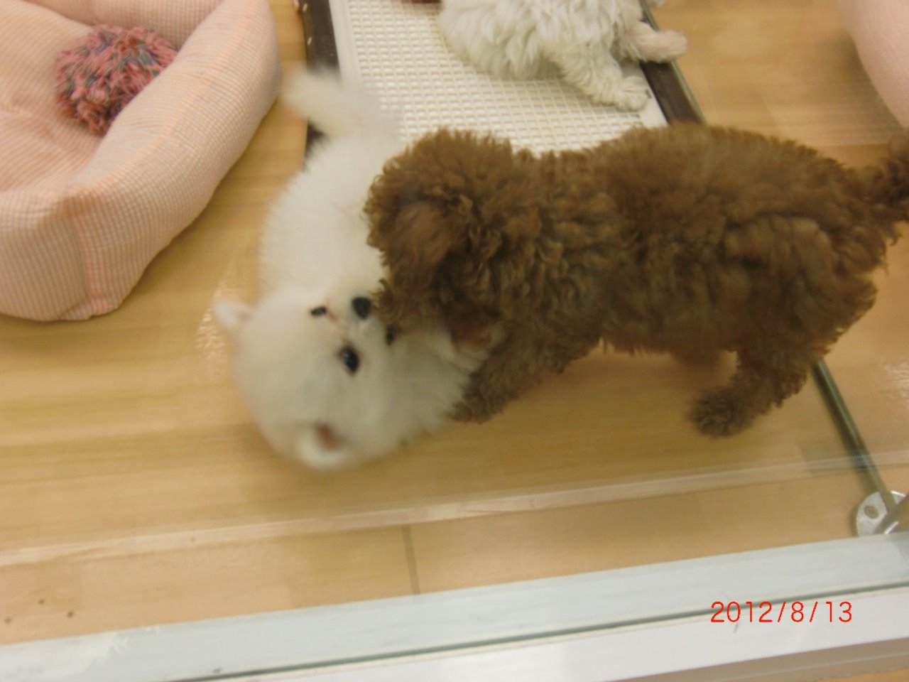 White Pomeranian And Toy Poodle Puppy
