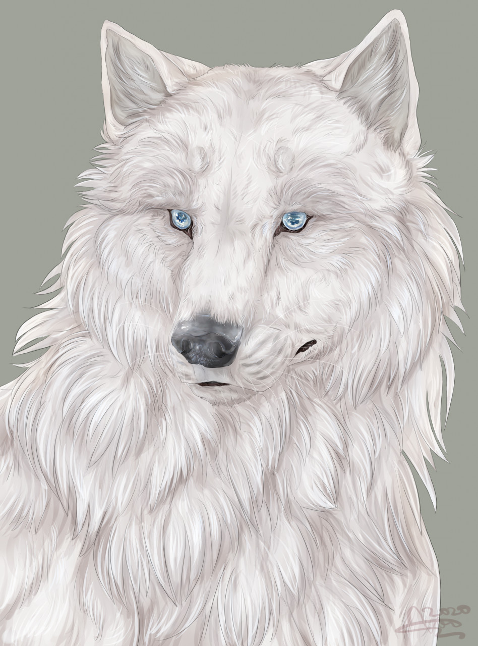 Cute Wolf Face Png Image - Wolf Portrait Drawing, Transparent Png ,  Transparent Png Image - PNGitem