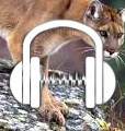 "Lost on the Mountain Pass" Mountain Lion TF Audio Story