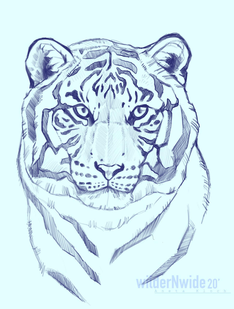 How to Draw a Bengal Tiger (Wild Animals) Step by Step |  DrawingTutorials101.com