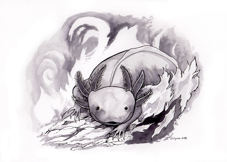 Inky Axolotl