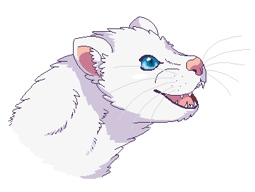 Blue store eyed ferret