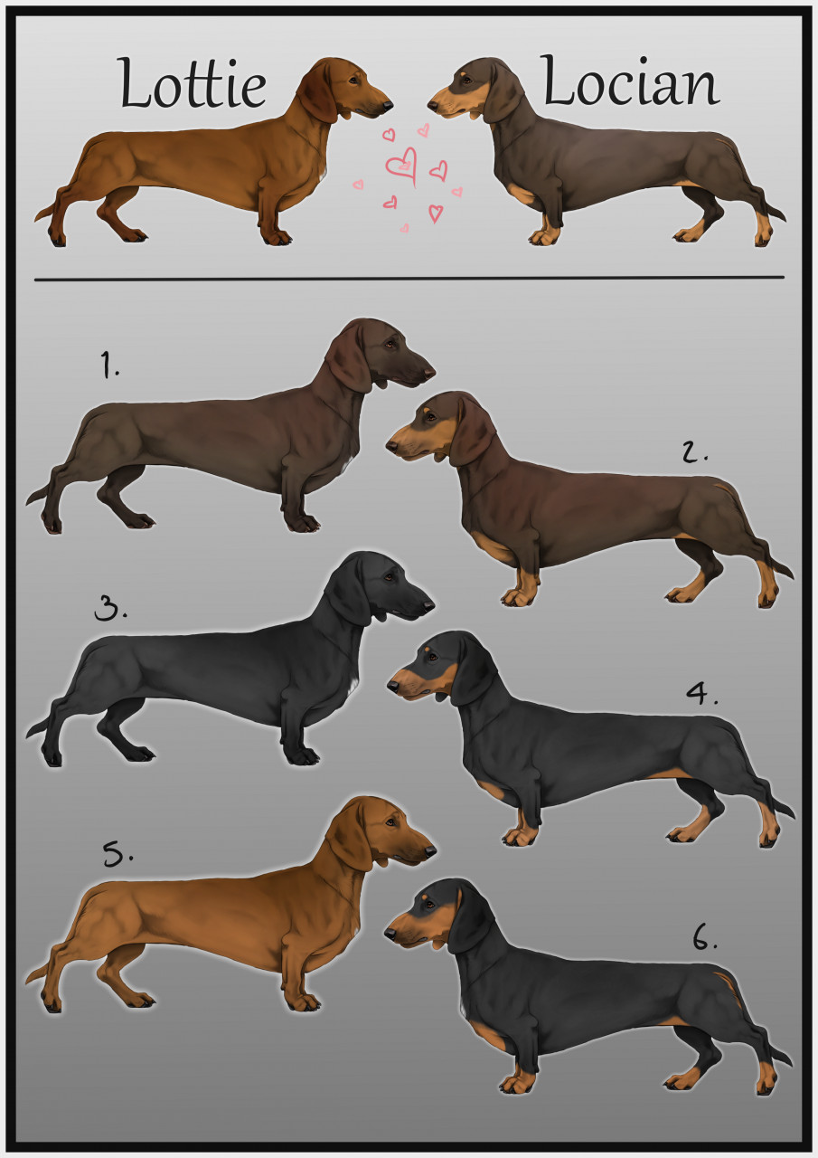 Lottie X Locian Dachshund Litter Adopts by xXxDruidxXx -- Fur Affinity  [dot] net