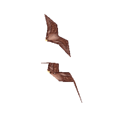 flying bird gif transparent