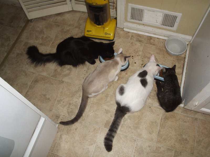 Cats making a mess with their food. by Zabeth Fur Affinity dot