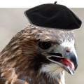 Legendary Hawk
