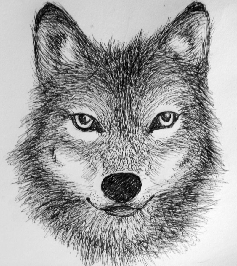 Buy Print of Hand Drawn Grey Wolf Art Print Sketch of Dog Pencil Pet  Portrait Hand Drawn Lifelike Wildlife Art Online in India - Etsy